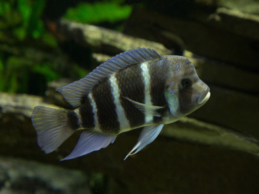 Tanganjika Beulenkopf - Cyphotilapia frontosa