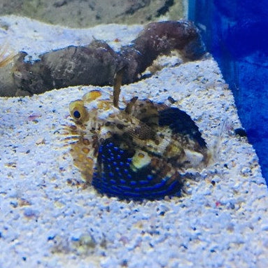 Orientalischer Flughahn - Dactyloptena orientalis