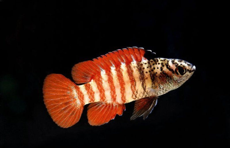 Black Tiger Zwergblaubarsch - Dario Sp. Myanmar