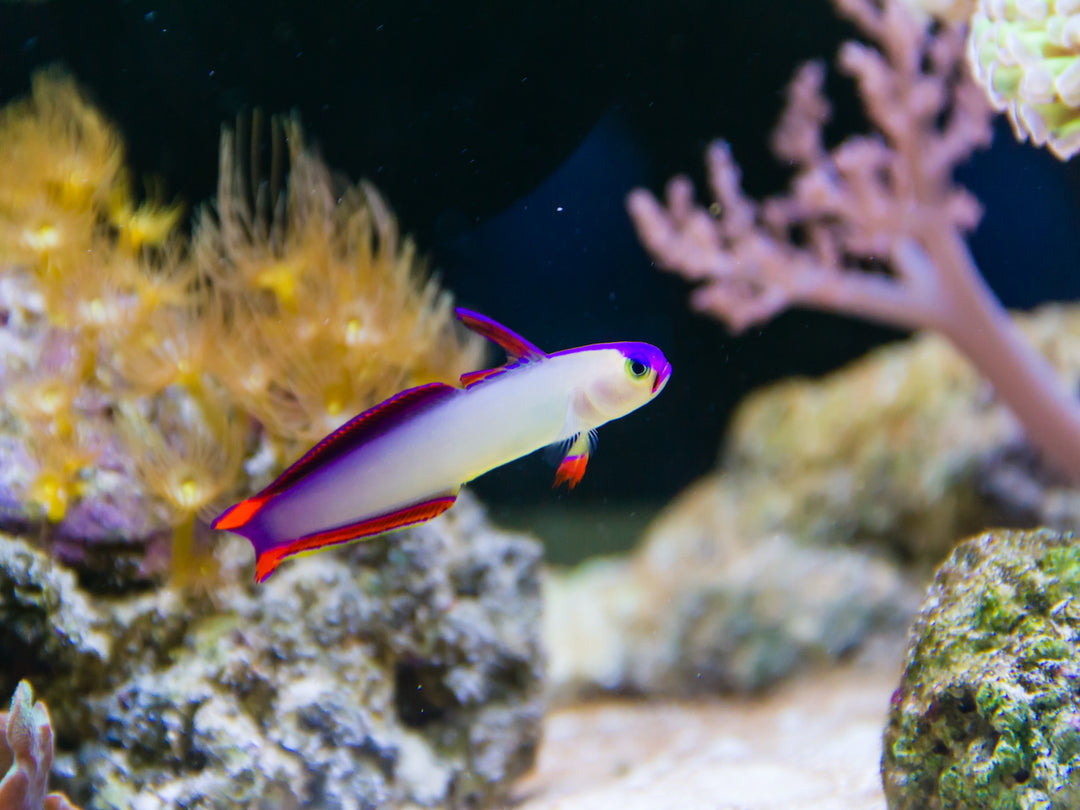 Dekor Schwertgrundel - Nemateleotris decora