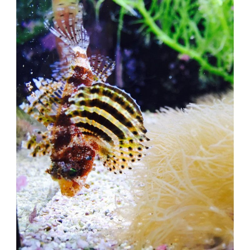 Kurzflossen Zwergfeuerfisch - Dendrochirus brachypterus