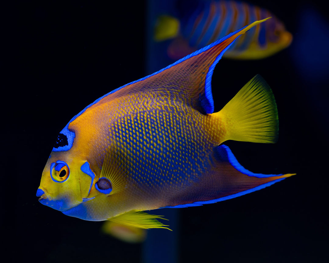 Diadem Prachtkaiserfisch - Holacanthus ciliaris