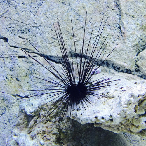 Diadem Seeigel - Diadema setosum