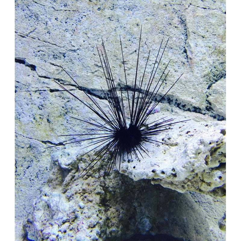Diadem Seeigel - Diadema setosum