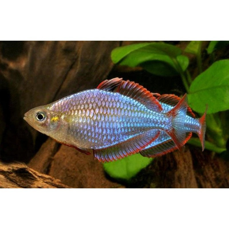 Diamant Regenbogenfisch - Melanotaenia praecox