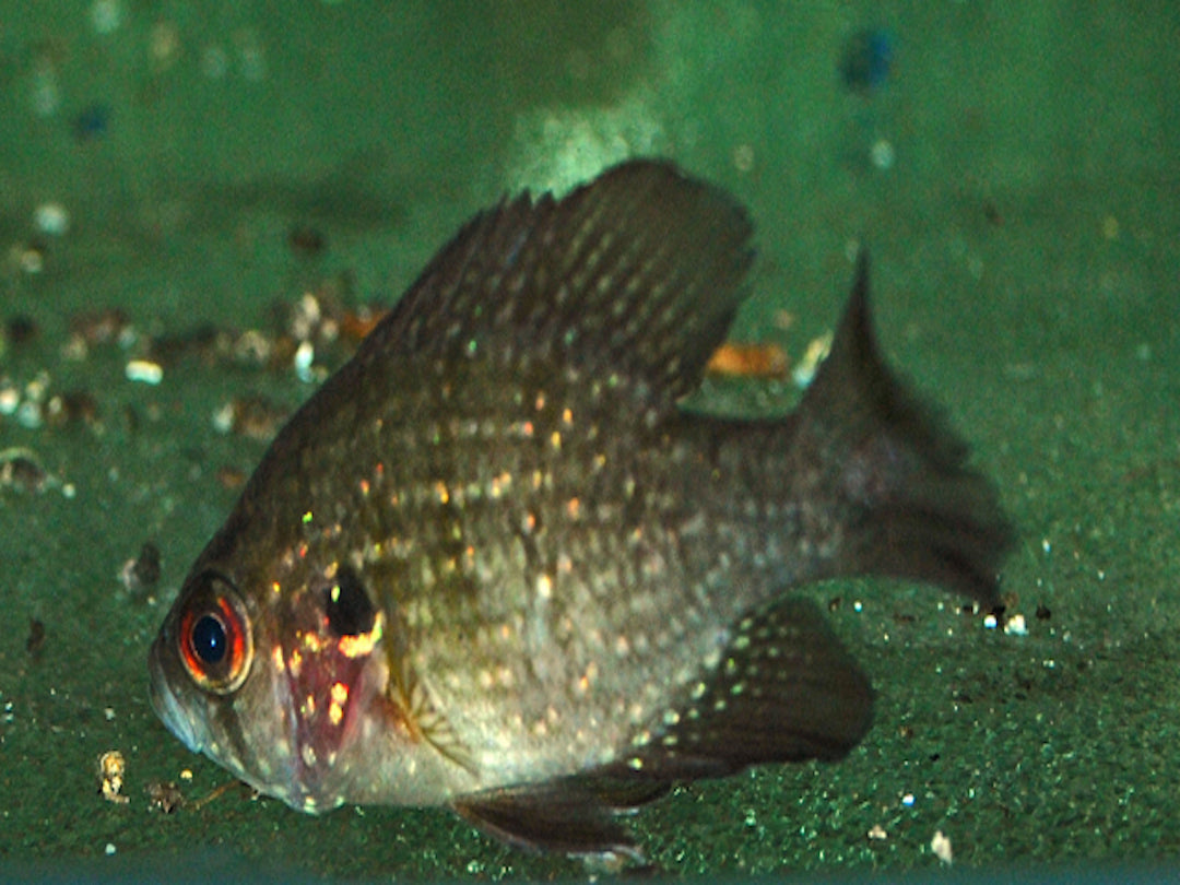 Diamantbarsch - Enneacanthus obesus