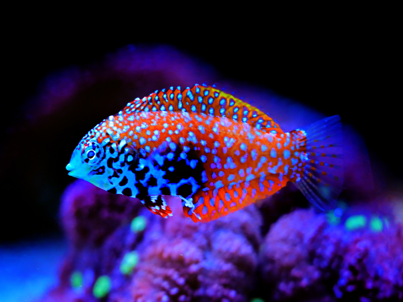 Diamant Lippfisch - Macropharyngodon bipartitus