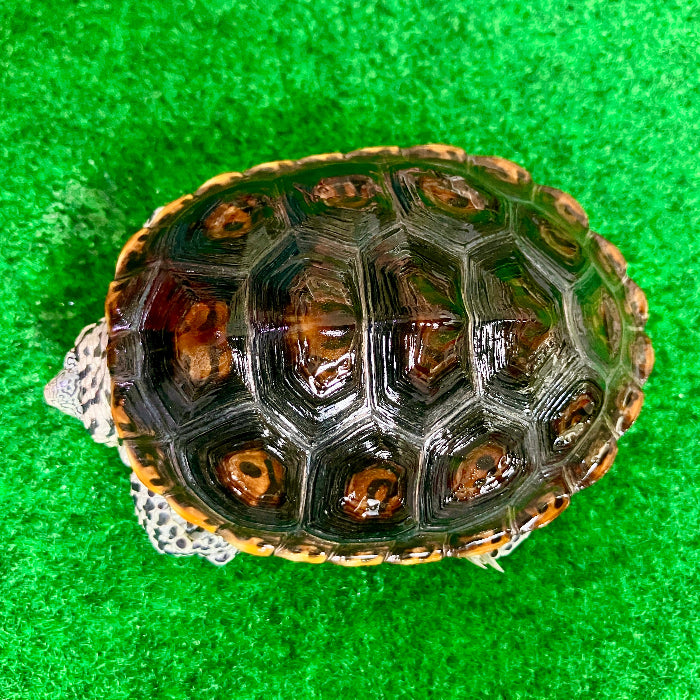 Diamantschildkröte - Malaclemys terrapin centrata "concentric" Originalfoto