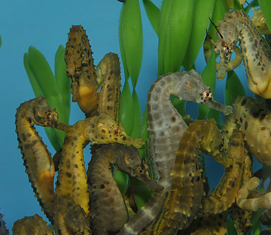 Dickbauchseepferdchen - Hippocampus abdominalis  "Nachzucht"
