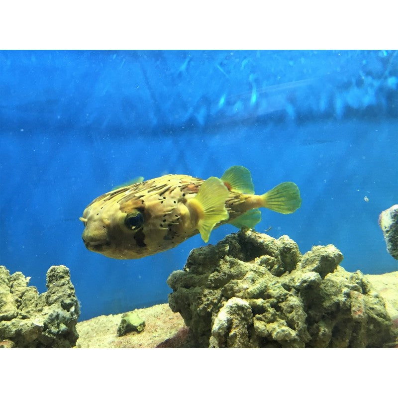 Langstachel Igelfisch - Diodon holocanthus