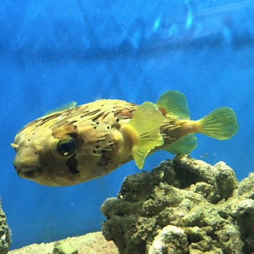 Langstachel Igelfisch - Diodon holocanthus