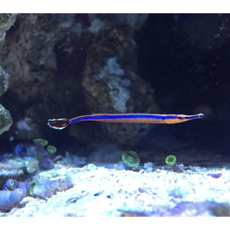 Blaustreifen Seenadel - Doryrhamphus excisus