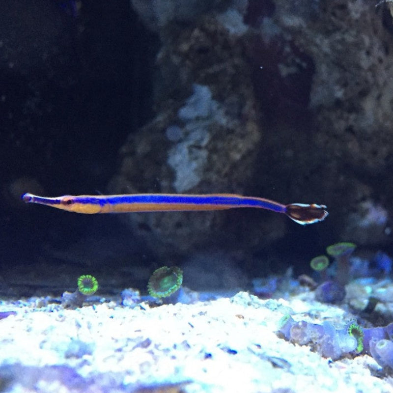 Blaustreifen Seenadel - Doryrhamphus excisus
