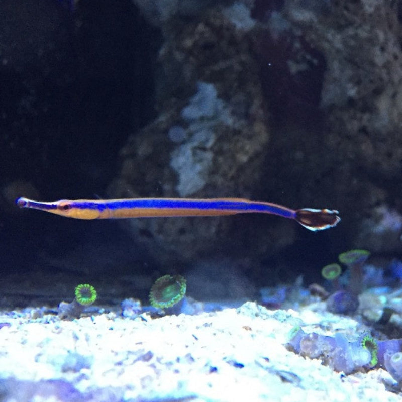 Blaustreifen Seenadel - Doryrhamphus excisus  "PAAR"