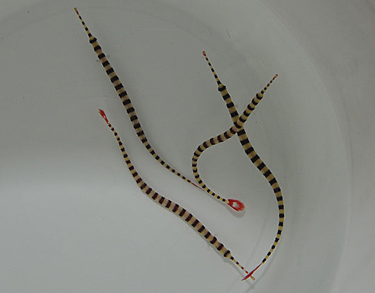 Gebänderte Seenadel - Dunckerocampus dactyliophorus