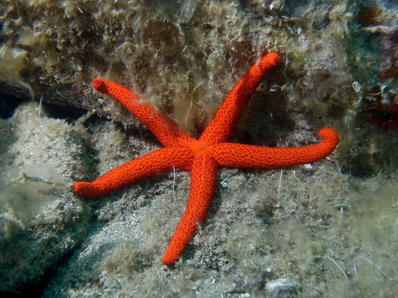 Orangenfinger Seestern - Echinaster sepositus
