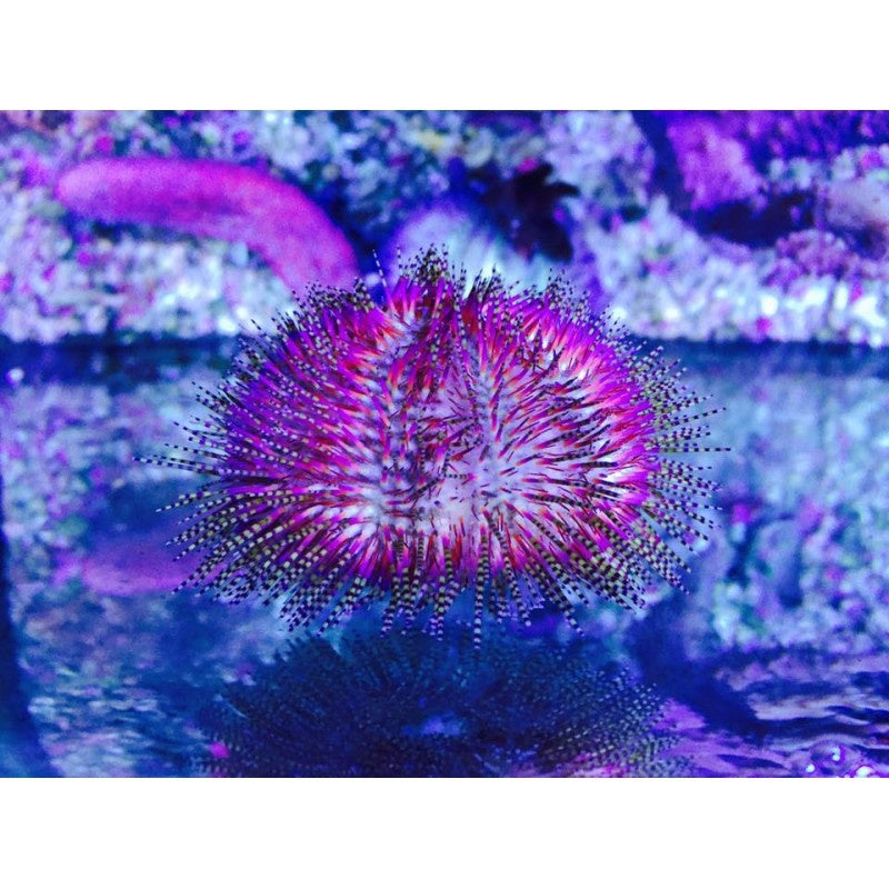 Seeigel