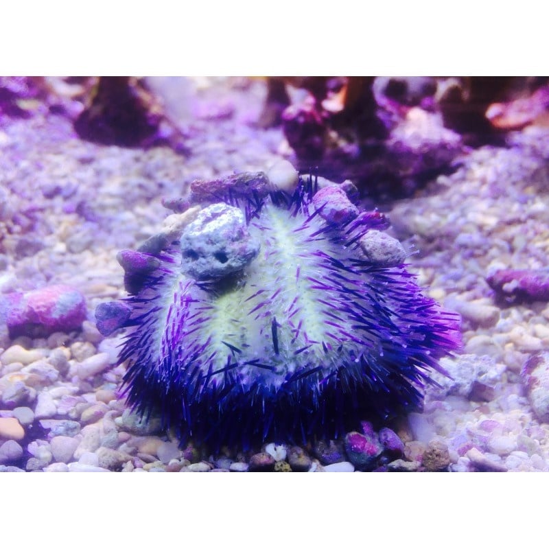 Seeigel