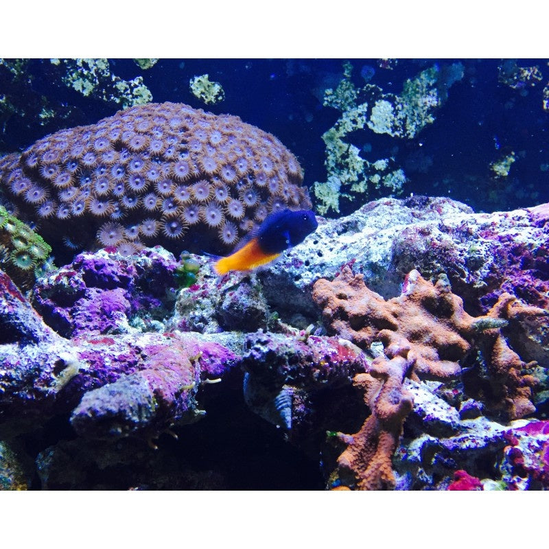 Zweifarbenschleimfisch - Ecsenius bicolor