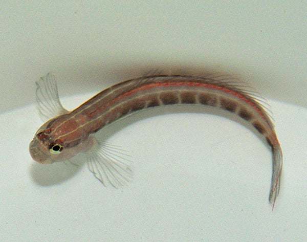 Gestreifter Blenny - Ecsenius lineatus