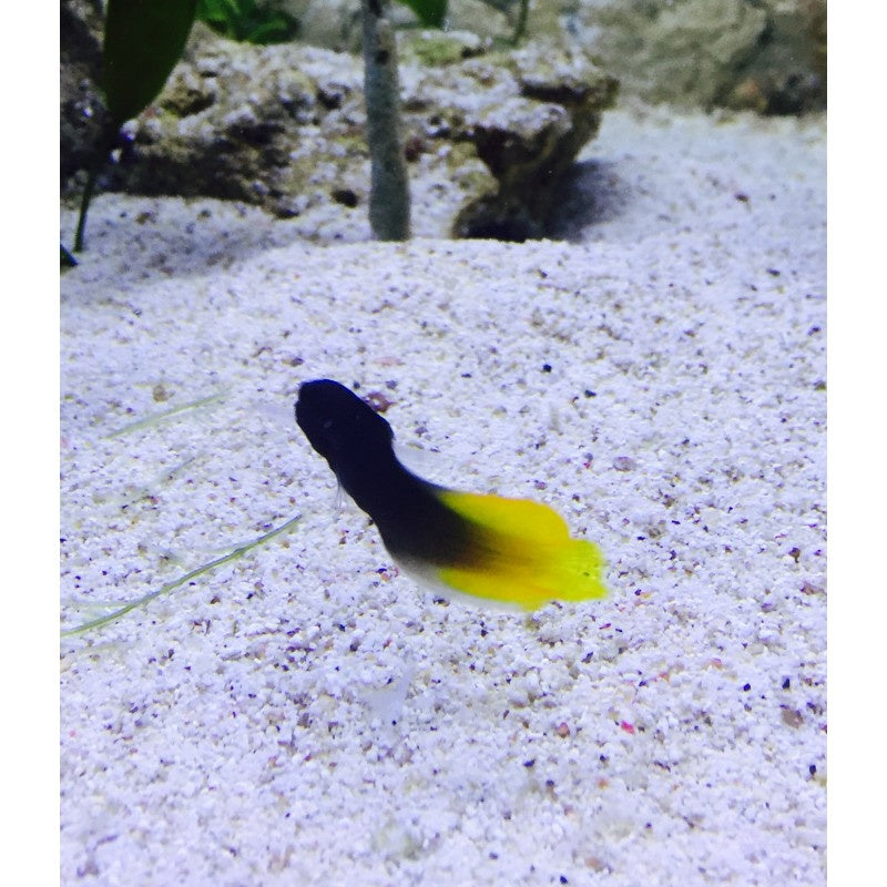 Gelbschwanz Schleimfisch