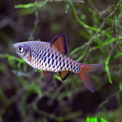 Eilandbarbe - Oliotius oligolepis