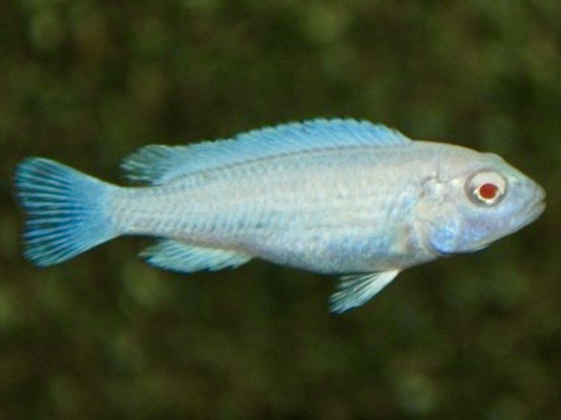 Eisblauer Maulbrüter - Pseudotropheus socolofi "Albino"