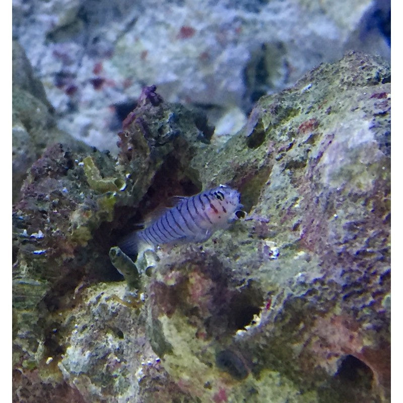 Rotkopfgrundel - Elacatinus punticulatus