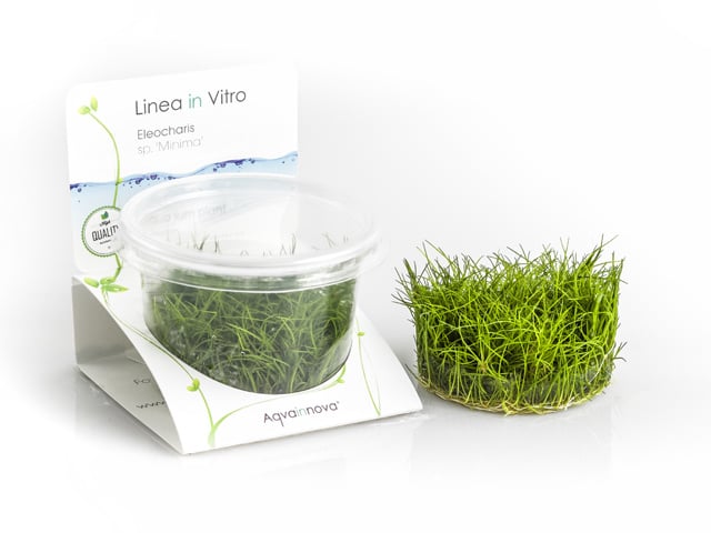 Eleocharis sp. "minima"