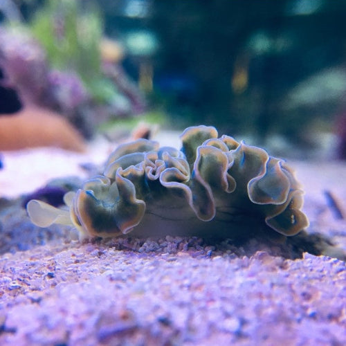 Blumenkohl Sackzungenschnecke - Elysia crispata