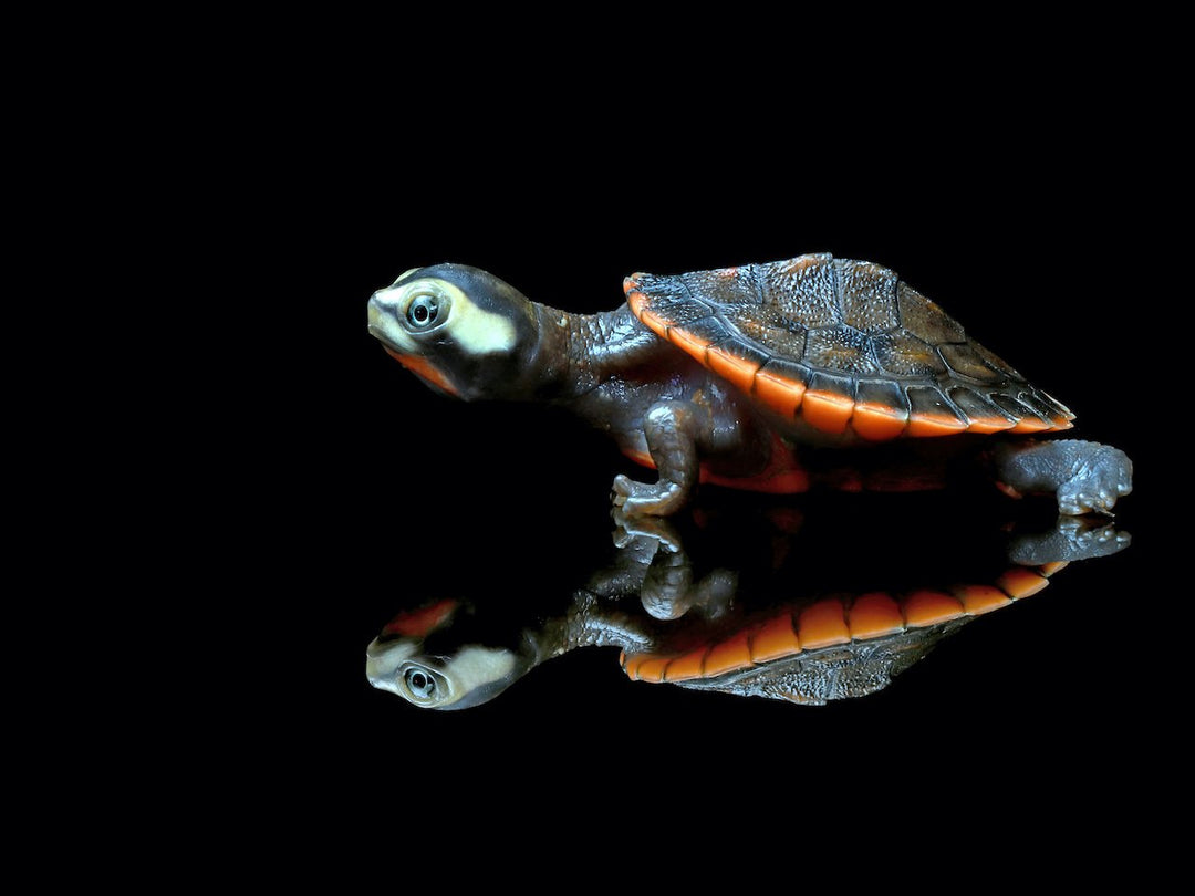 Rotbauch Spitzkopf Schildkröte - Emydura subglobosa
