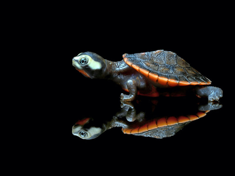 Rotbauch Spitzkopf Schildkröte - Emydura subglobosa