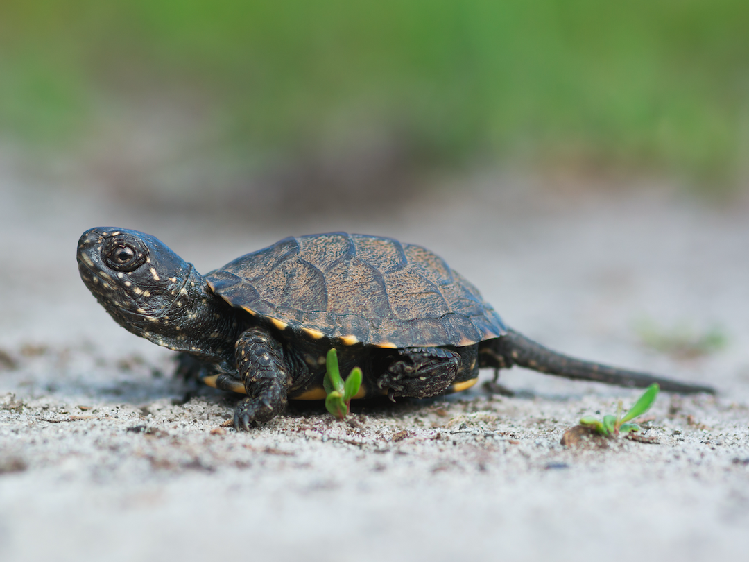 Europäische Sumpfschildkröte - Emys orbicularis DNZ25