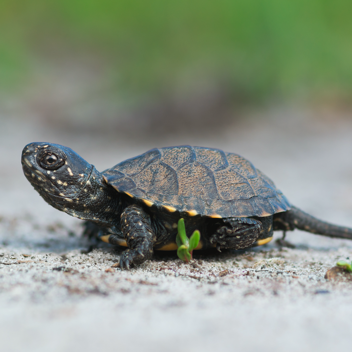 Europäische Sumpfschildkröte - Emys orbicularis DNZ25