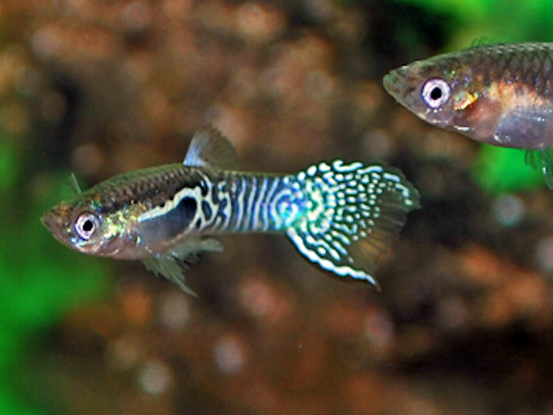 Guppy Männchen - Poecilia wingei "Blue tiger"