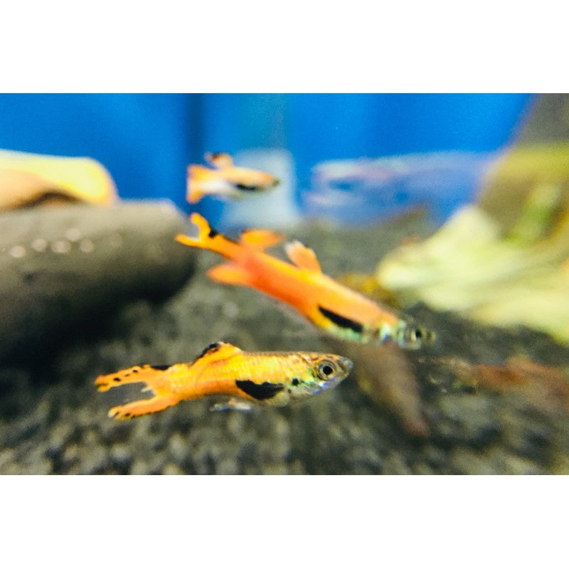 Guppy Männchen - Poecilia wingei "Red scarlet"