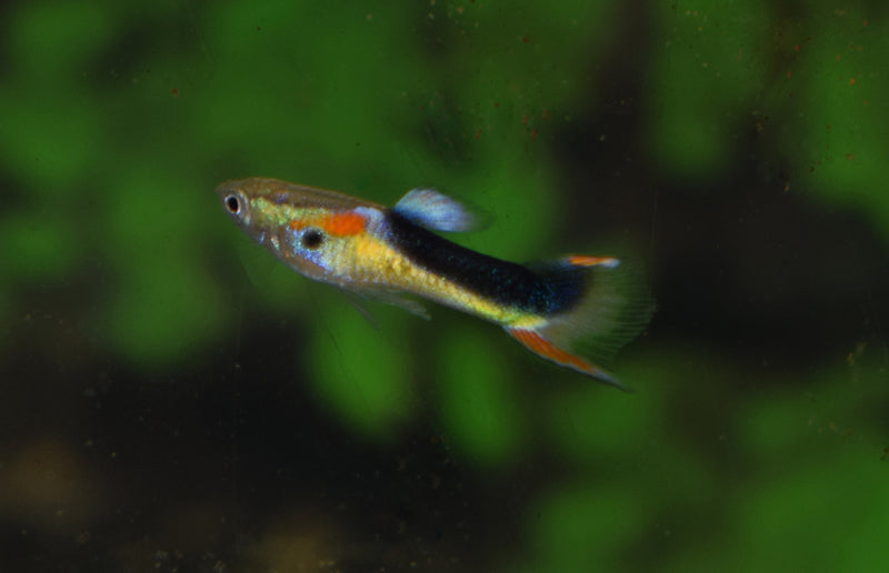 Guppy Männchen - Poecilia wingei "Halb tuxedo gelb"