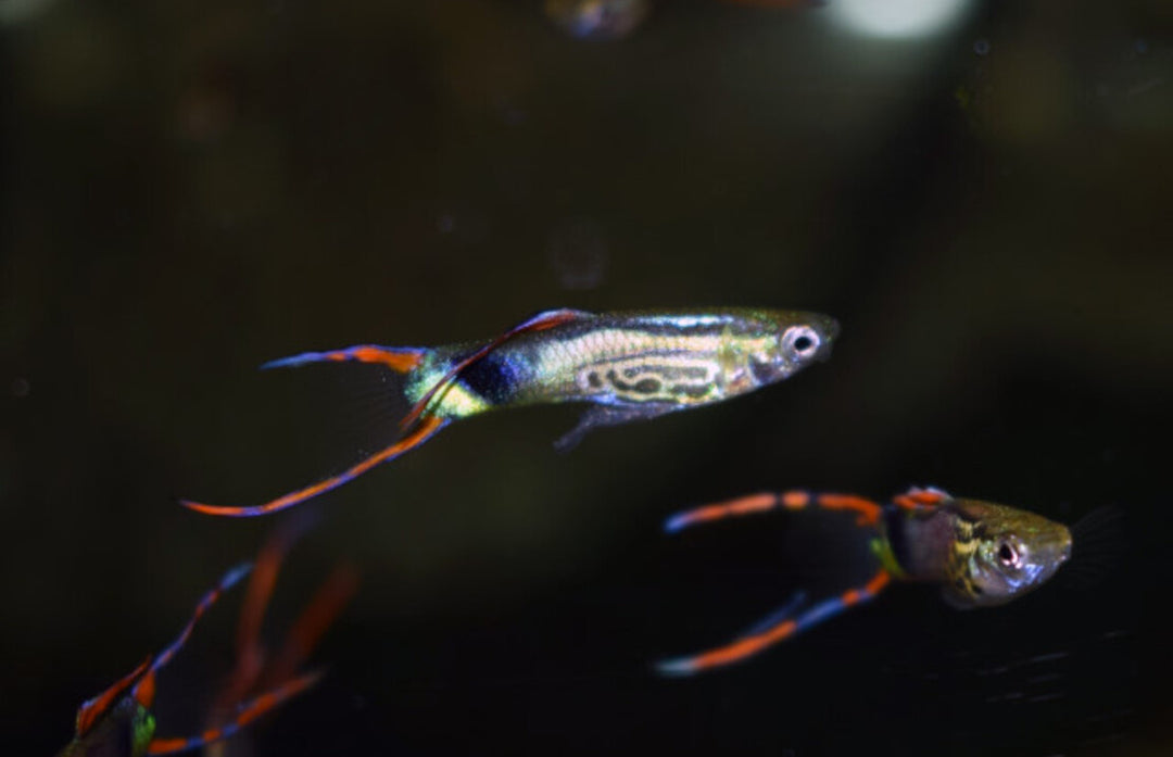 Guppy Männchen - Poecilia wingei "Schlangenhaut grün"