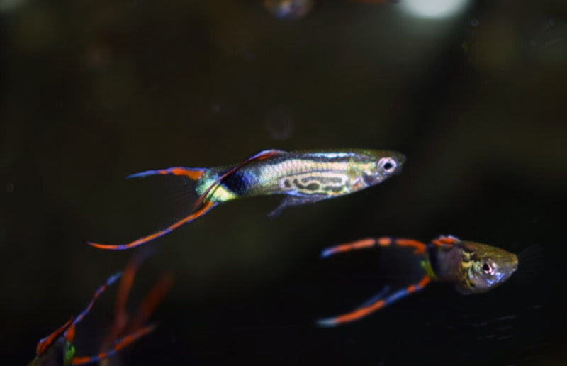 Guppy Männchen - Poecilia wingei "Schlangenhaut grün"