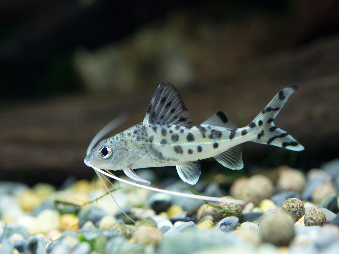 Engel Antennenwels - Pimelodus pictus