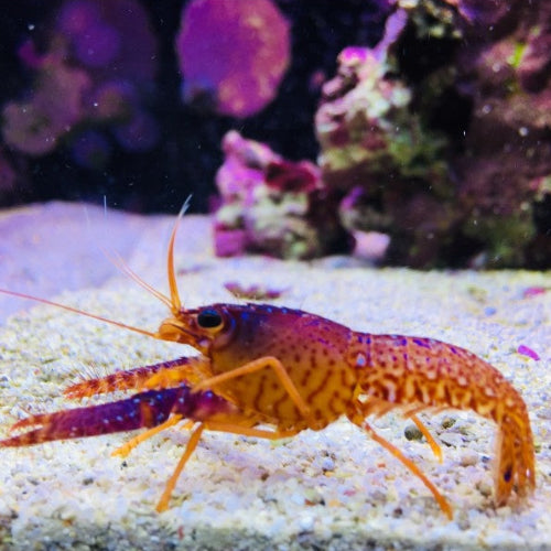 Violetter Riffhummer - Enoplometopus daumi