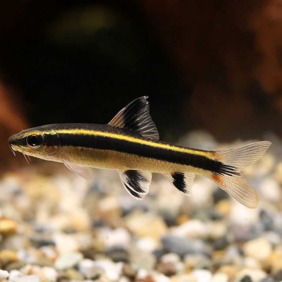 Schönflossige Rüsselbarbe- Epalzeorhynchos kalopterus