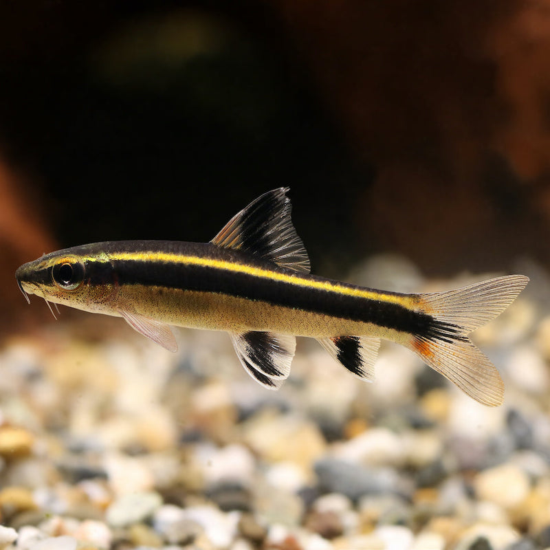 Schönflossige Rüsselbarbe- Epalzeorhynchos kalopterus