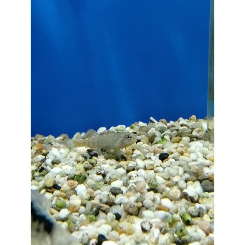 Etheostoma caeruleum - Regenbogenspringbarsch