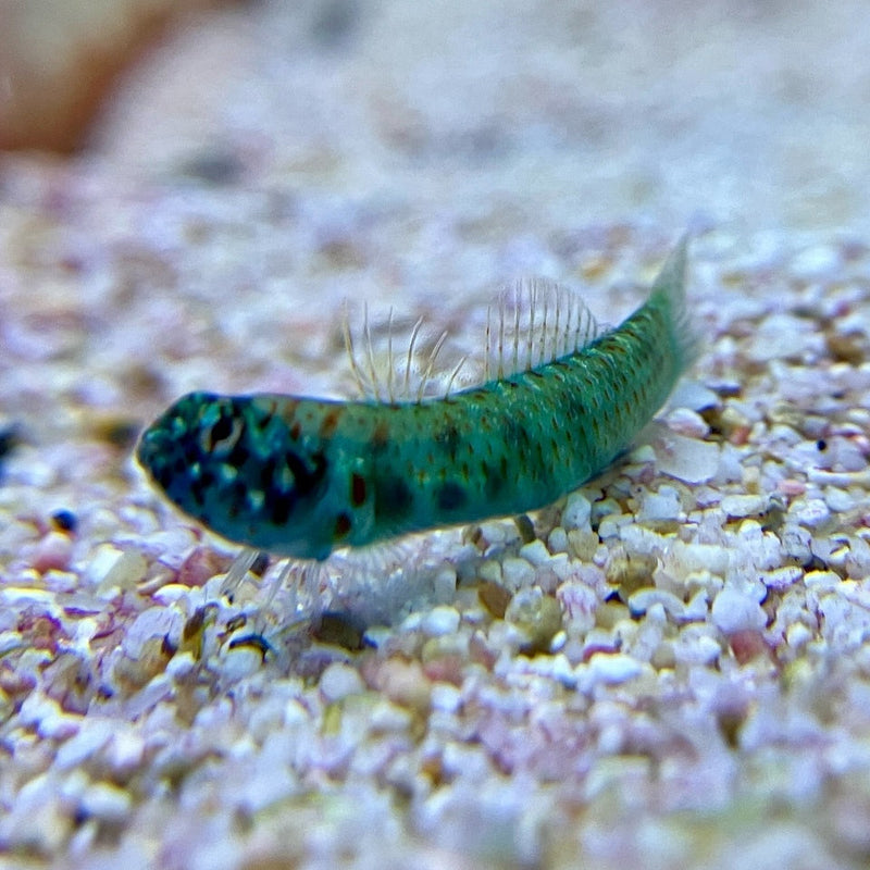 Queensland Zwerggrundel - Eviota queenslandica