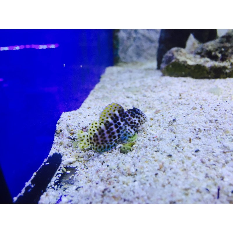 Leoparden Schleimfisch