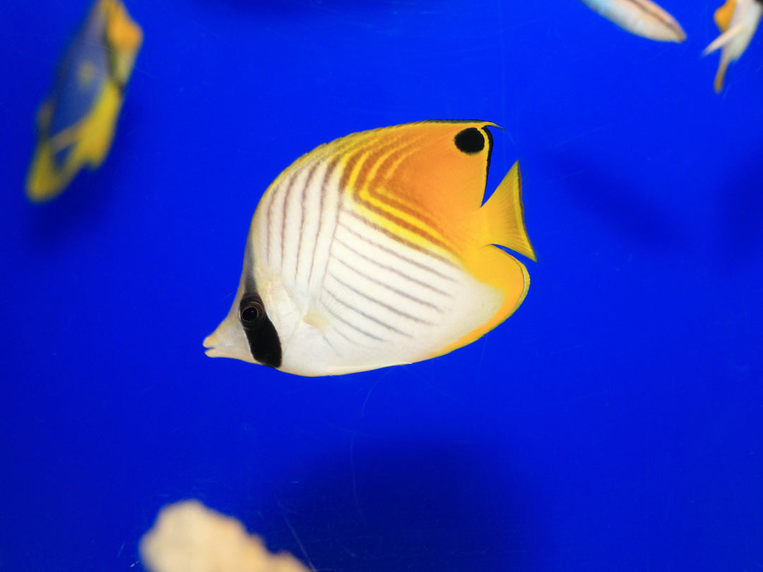 Fähnchen Falterfisch - Chaetodon auriga