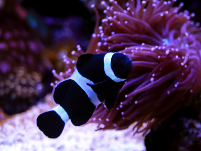 Falscher Clownfisch - Amphiprion ocellaris (Darwin) "Black"