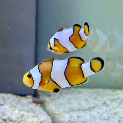 Falscher Clownfisch - Amphiprion ocellaris "Gladiator"