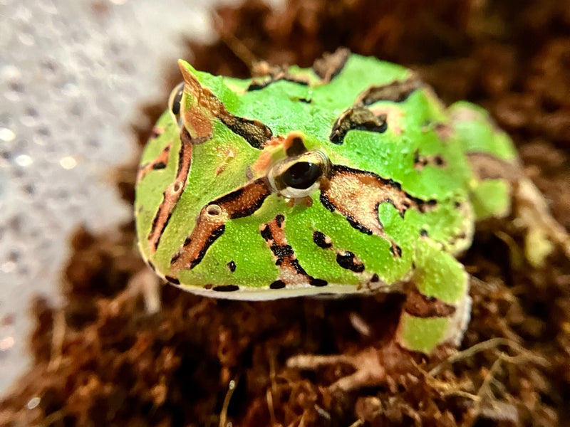 Schmuckhornfrosch - Ceratophrys cranwelli x cornuta (Fantasy Pacman-Frog) "Green"
